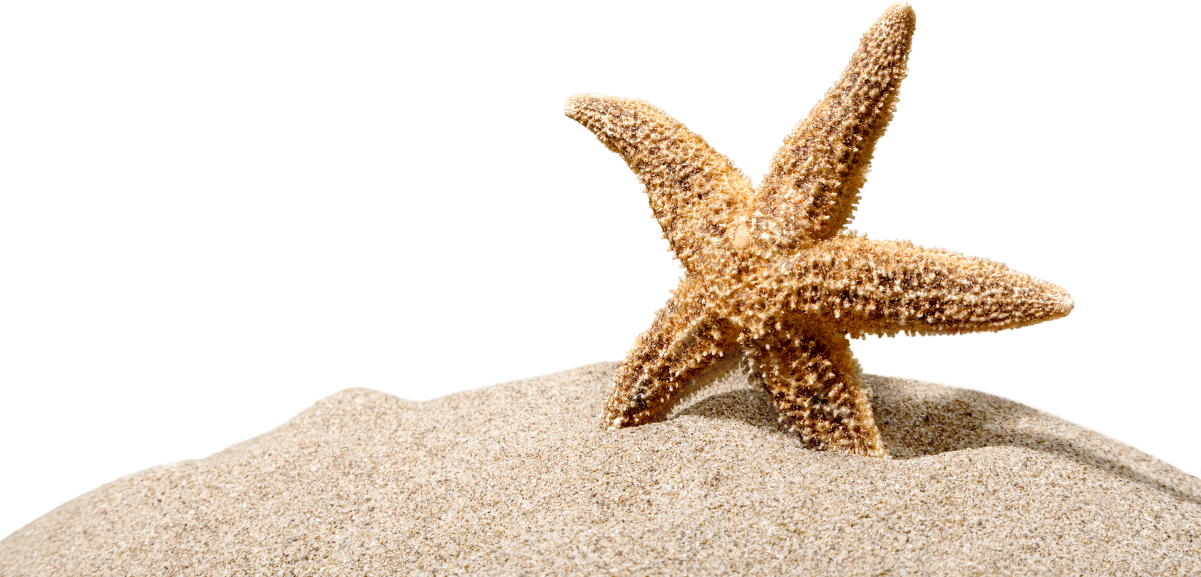 One Starfish Isolated